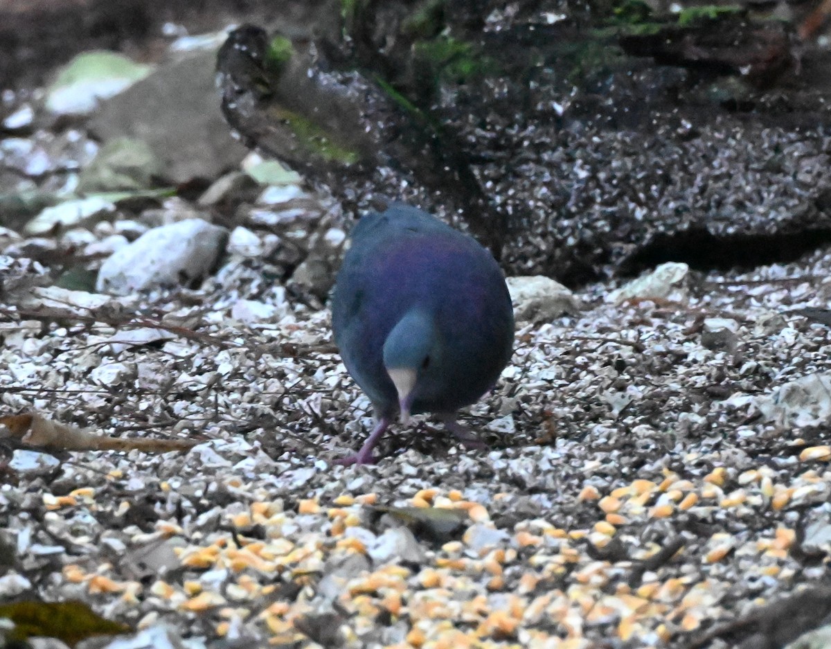 White-fronted Quail-Dove - ML627708571