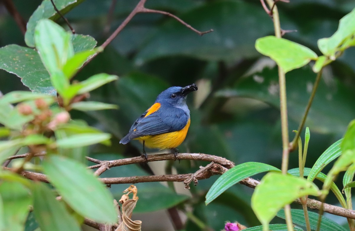 Orange-bellied Flowerpecker - ML627708576