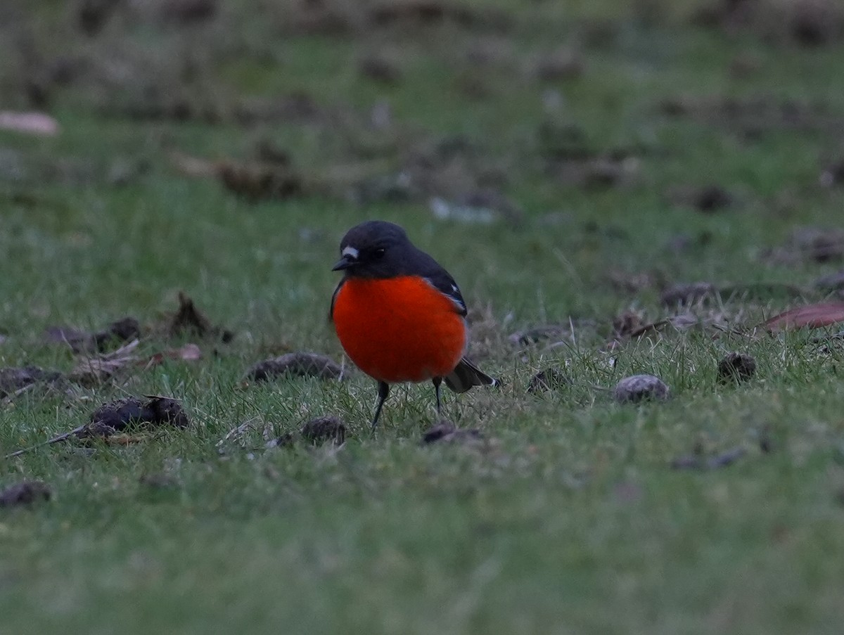 Flame Robin - ML627708588