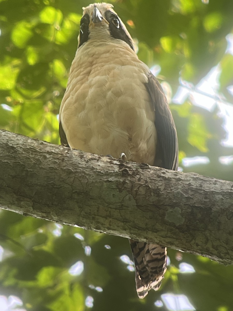 Laughing Falcon - ML627708590