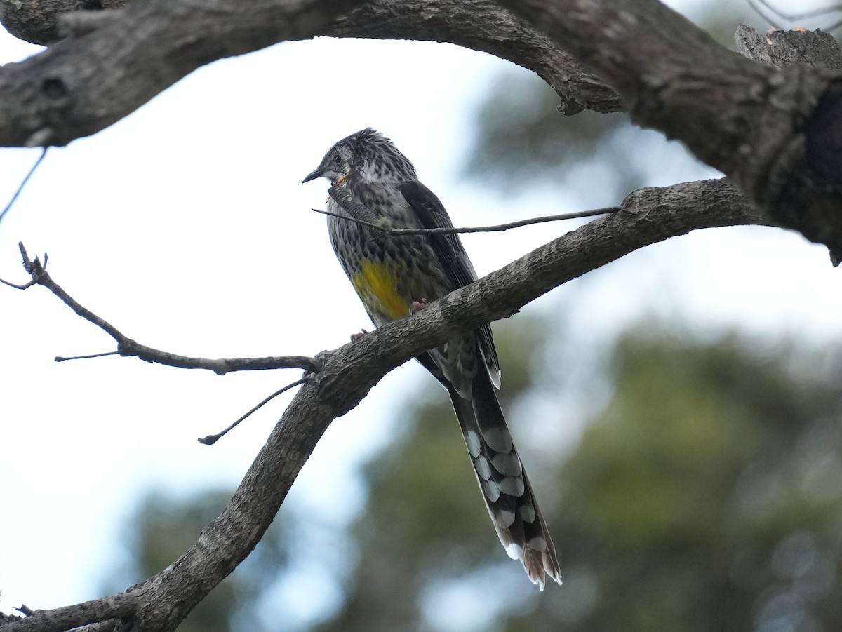 Yellow Wattlebird - ML627708591