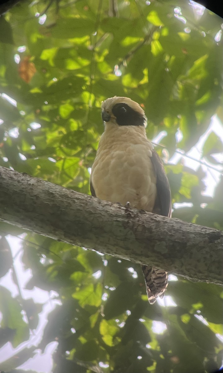 Laughing Falcon - ML627708596