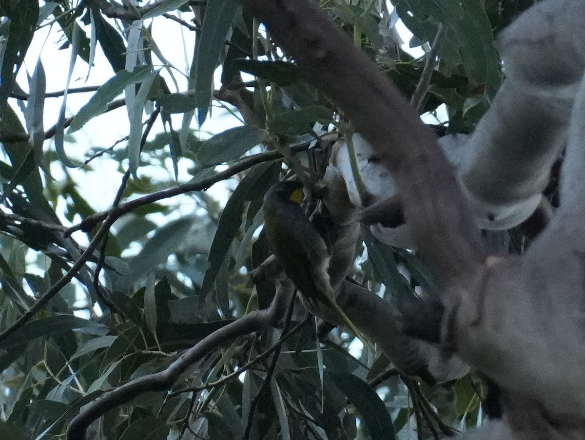 Yellow-throated Honeyeater - ML627708597