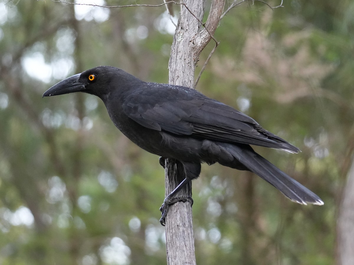 Black Currawong - ML627708630