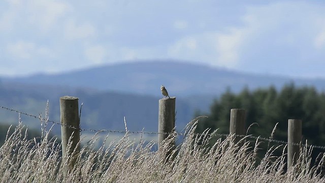 Hellmayr's Pipit - ML627708635