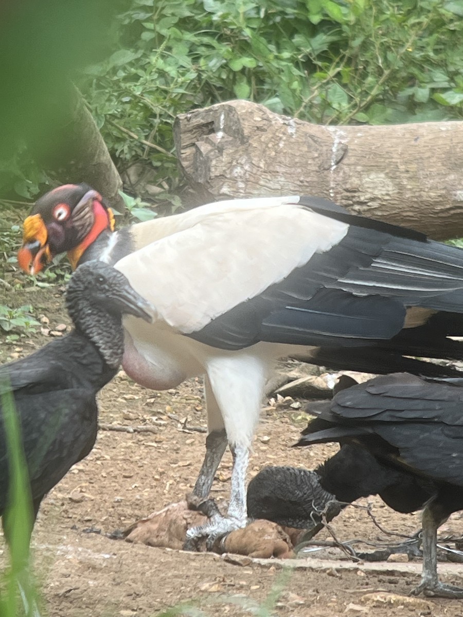 King Vulture - ML627708641