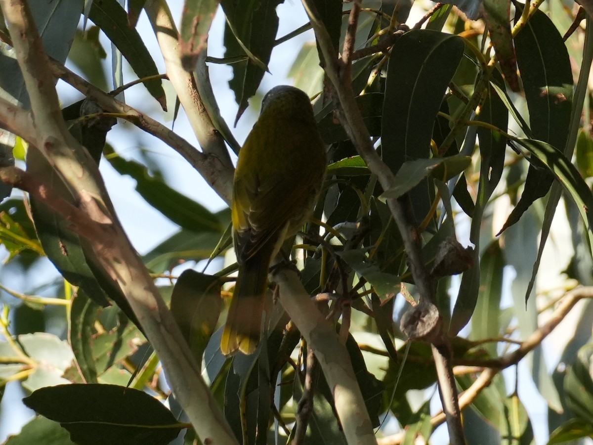 Black-headed Honeyeater - ML627708656