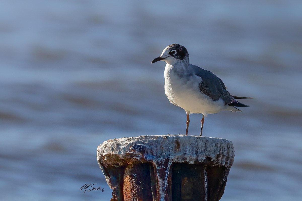 Franklin's Gull - ML627708679