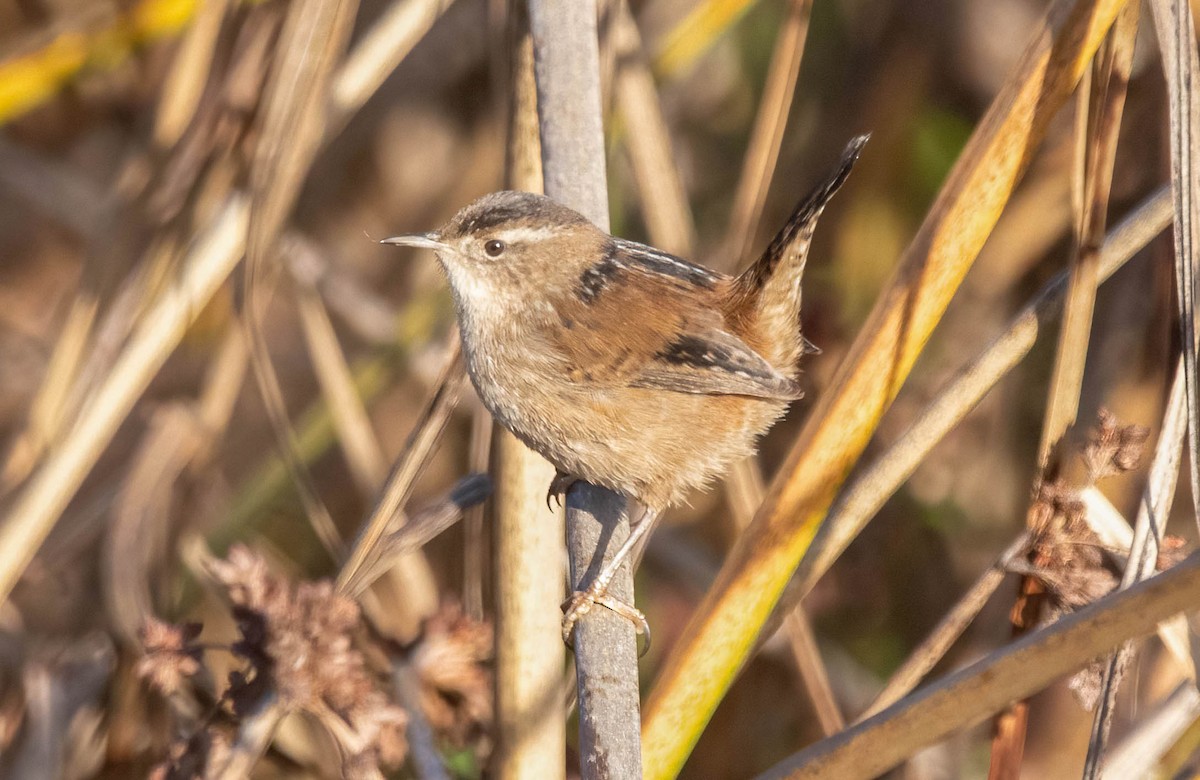 Marsh Wren - ML627708726