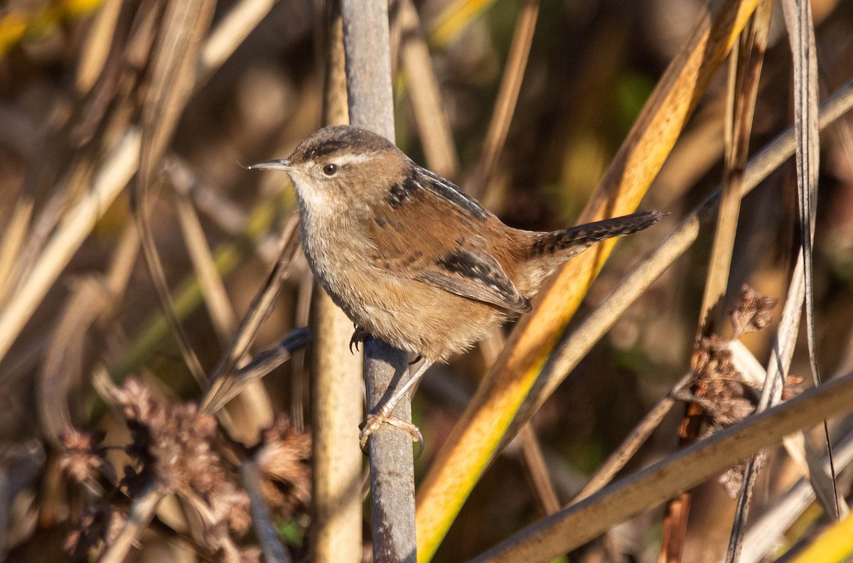 Marsh Wren - ML627708727