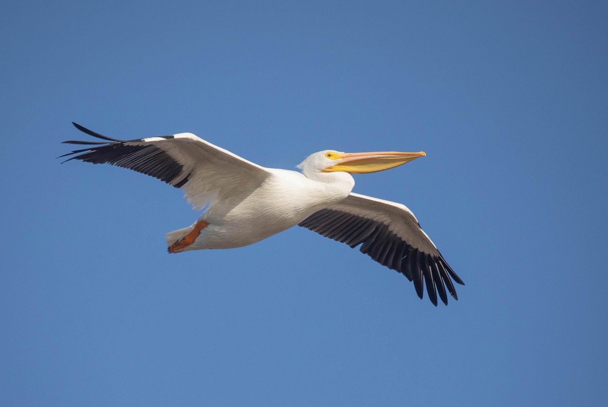 American White Pelican - ML627708745