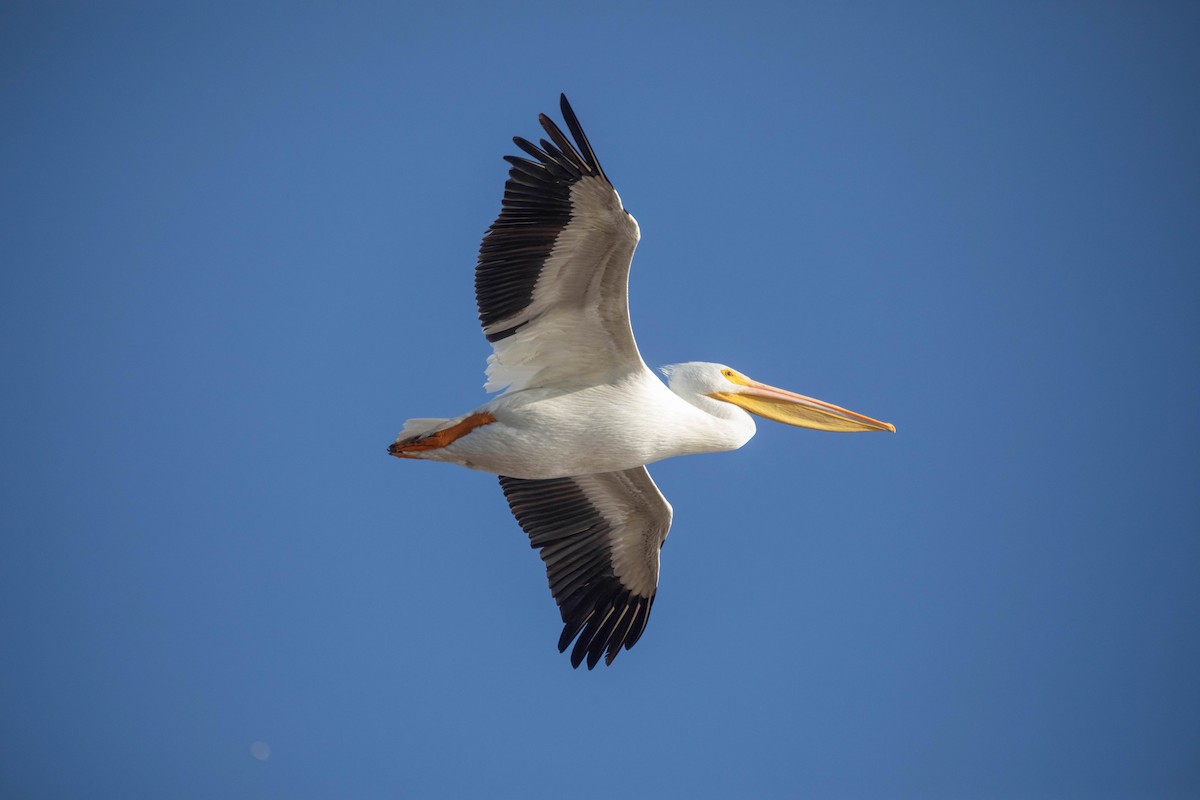 American White Pelican - ML627708746