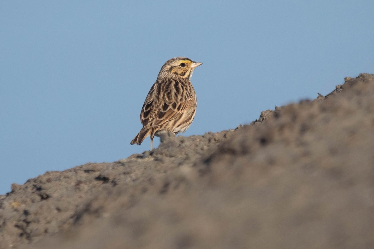 Savannah Sparrow - ML627708761