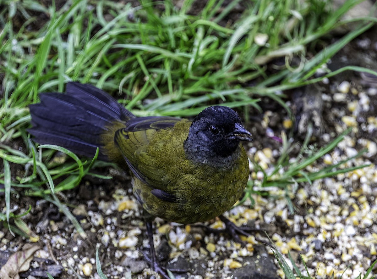 Large-footed Finch - ML627708762