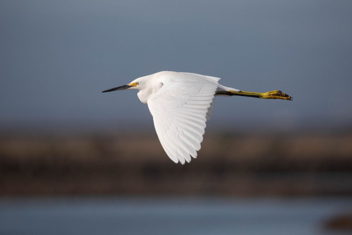 Snowy Egret - ML627708768