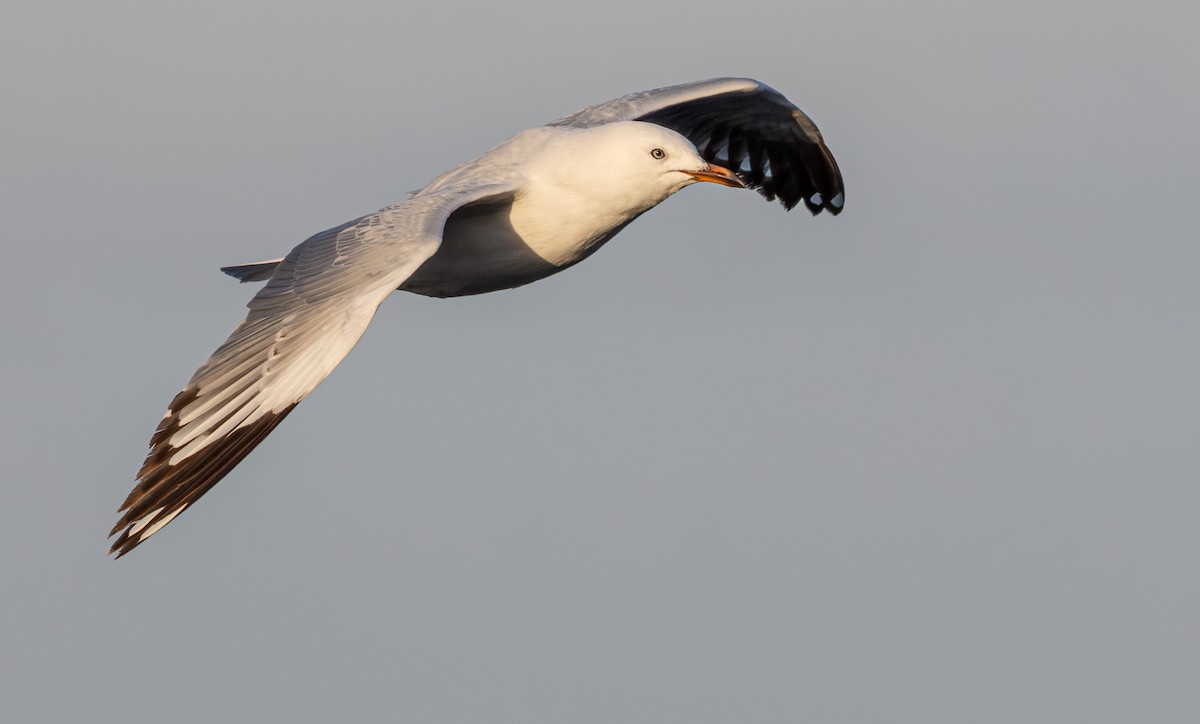 Silver Gull (Silver) - ML627708774