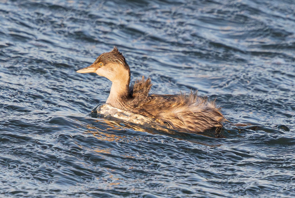 Hoary-headed Grebe - ML627708794