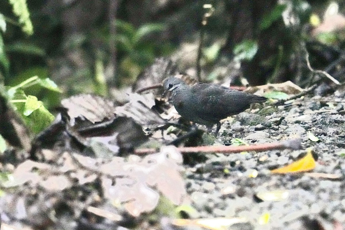 Purplish-backed Quail-Dove - ML627708813