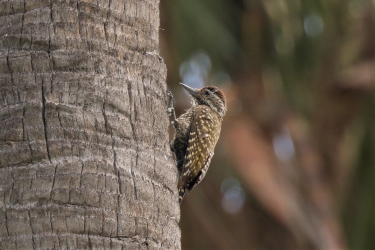 White-spotted Woodpecker - ML627708831