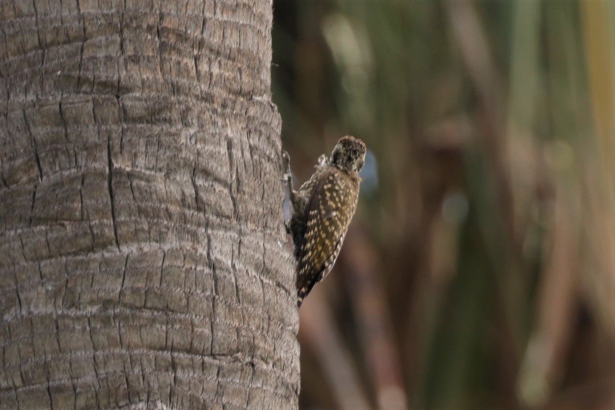 White-spotted Woodpecker - ML627708832