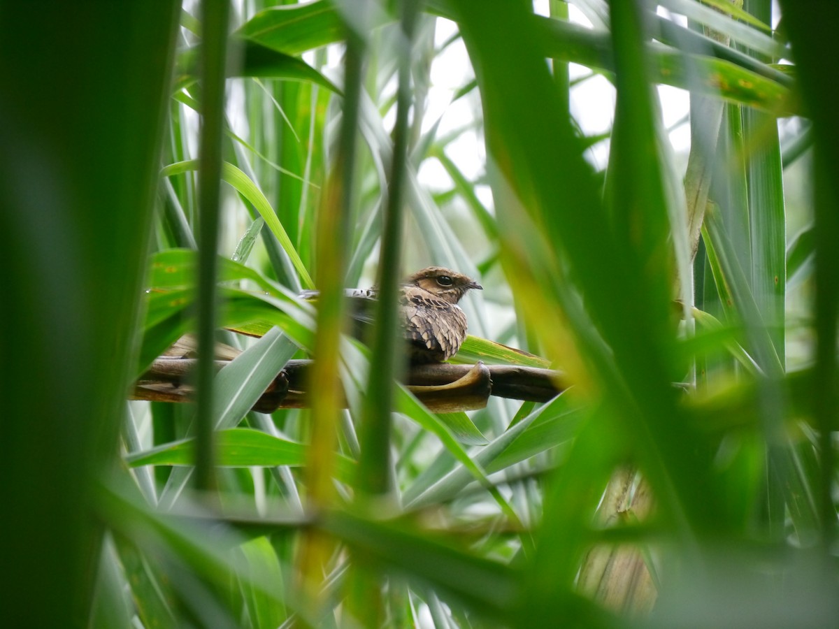 Common Pauraque - ML627708833