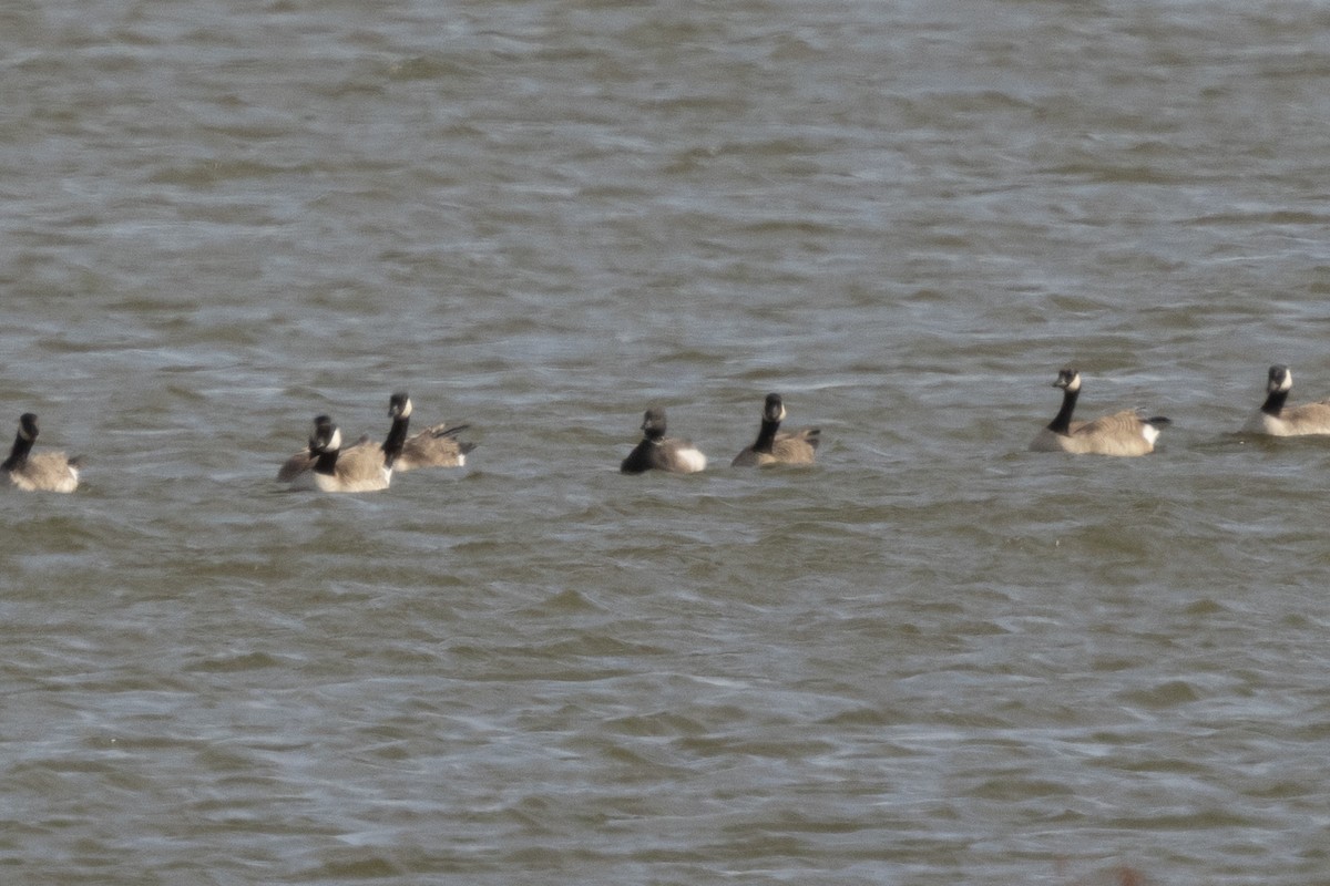 Brant (Black) - ML627708834