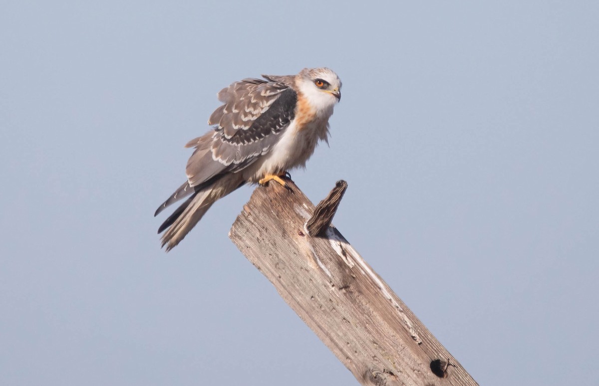 White-tailed Kite - ML627708839