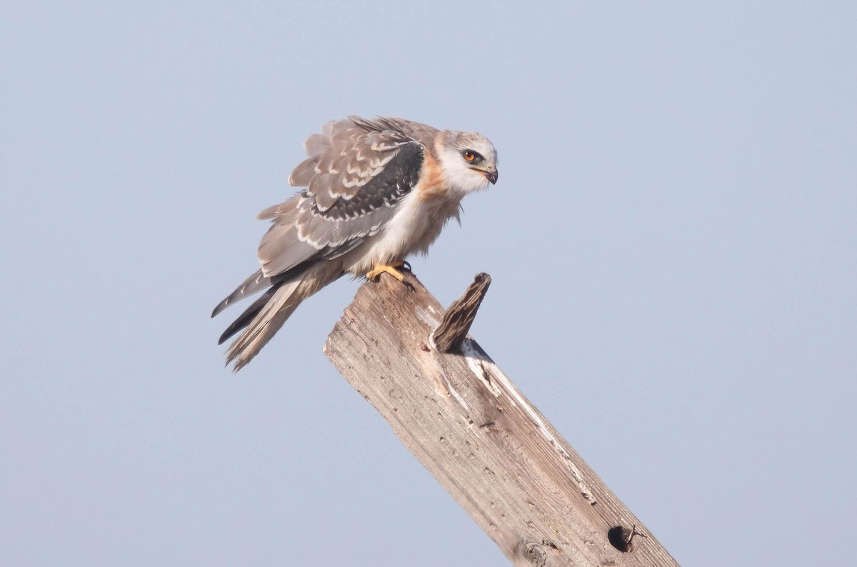 White-tailed Kite - ML627708840