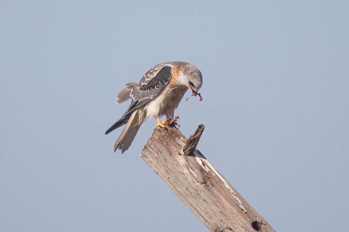 White-tailed Kite - ML627708841