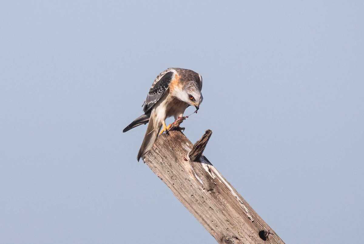 White-tailed Kite - ML627708842