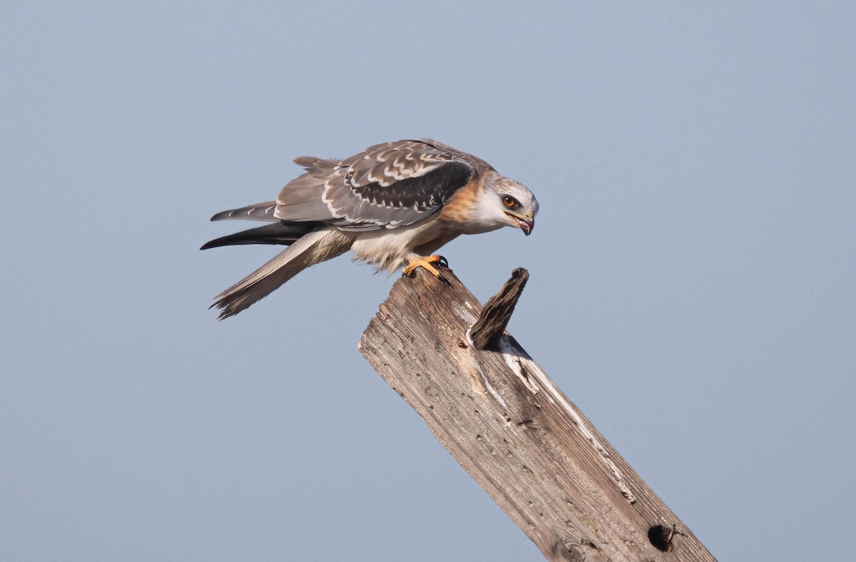 White-tailed Kite - ML627708843