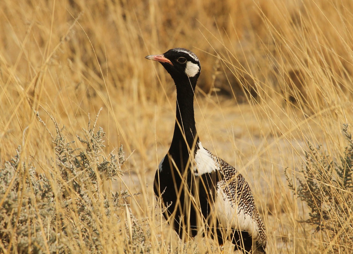 White-quilled Bustard - ML627708870