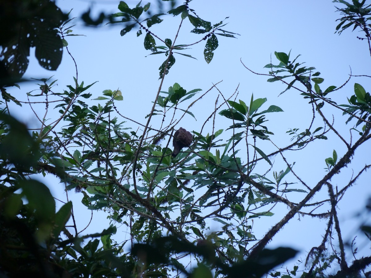 Ruddy Pigeon - ML627708871