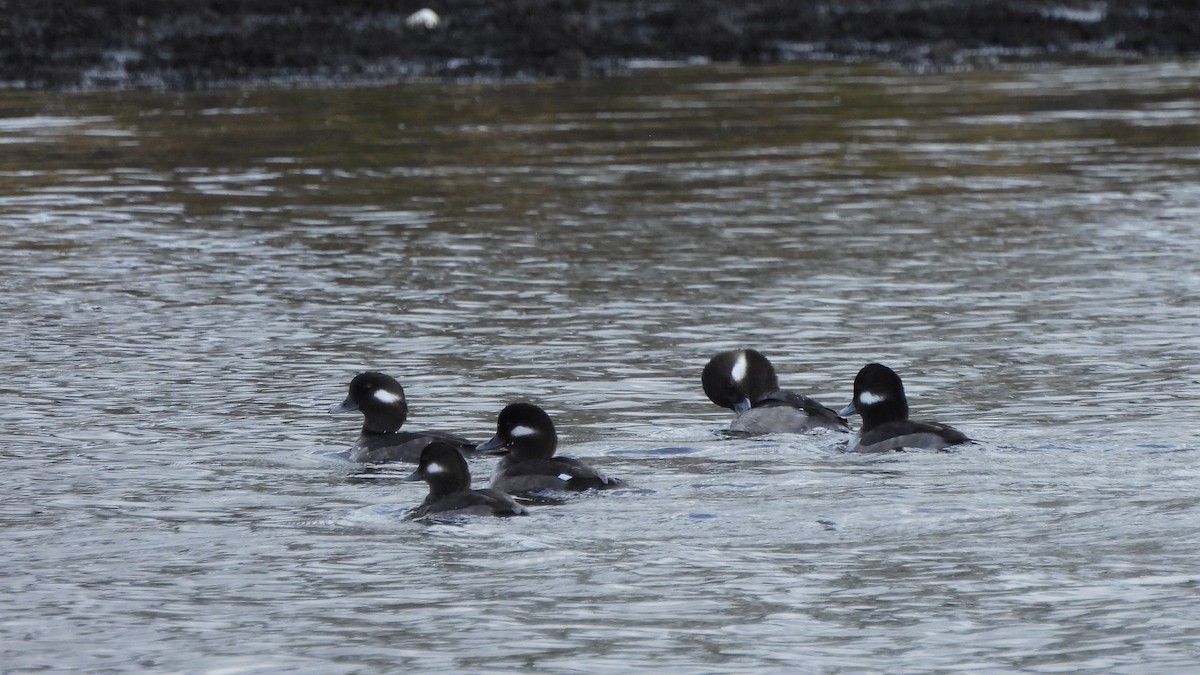 Bufflehead - ML627708872