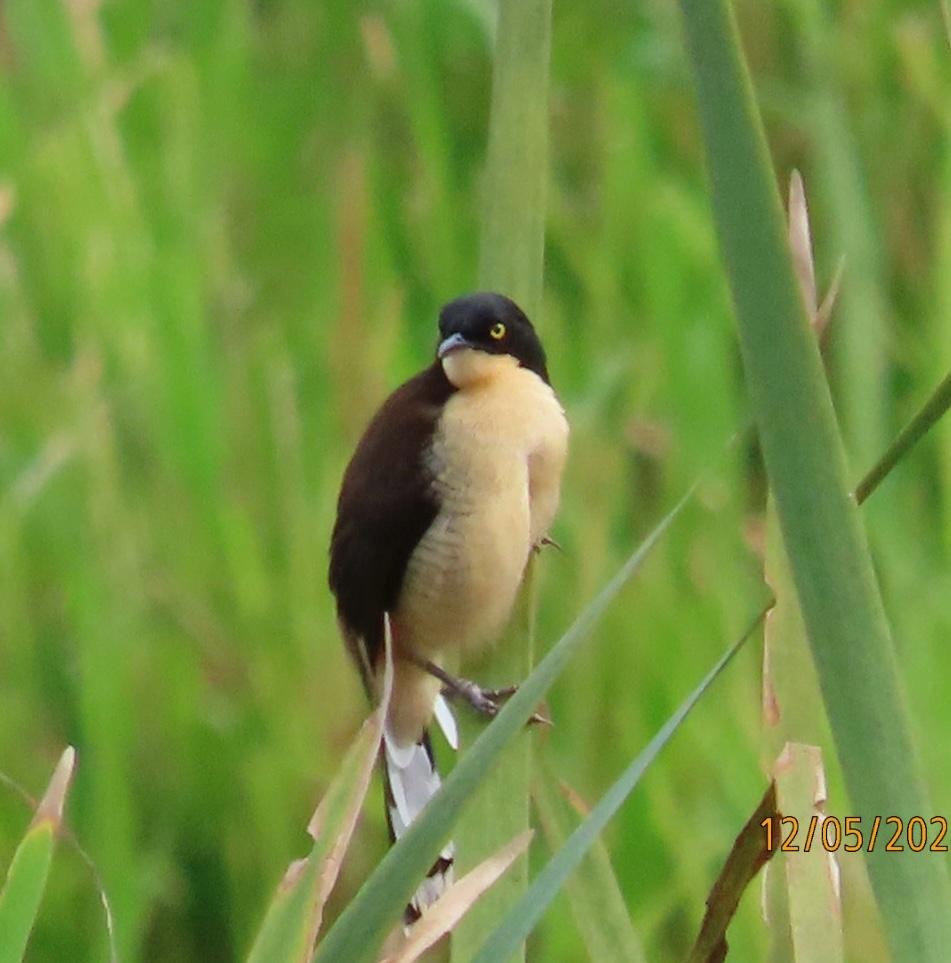 Black-capped Donacobius - ML627708873