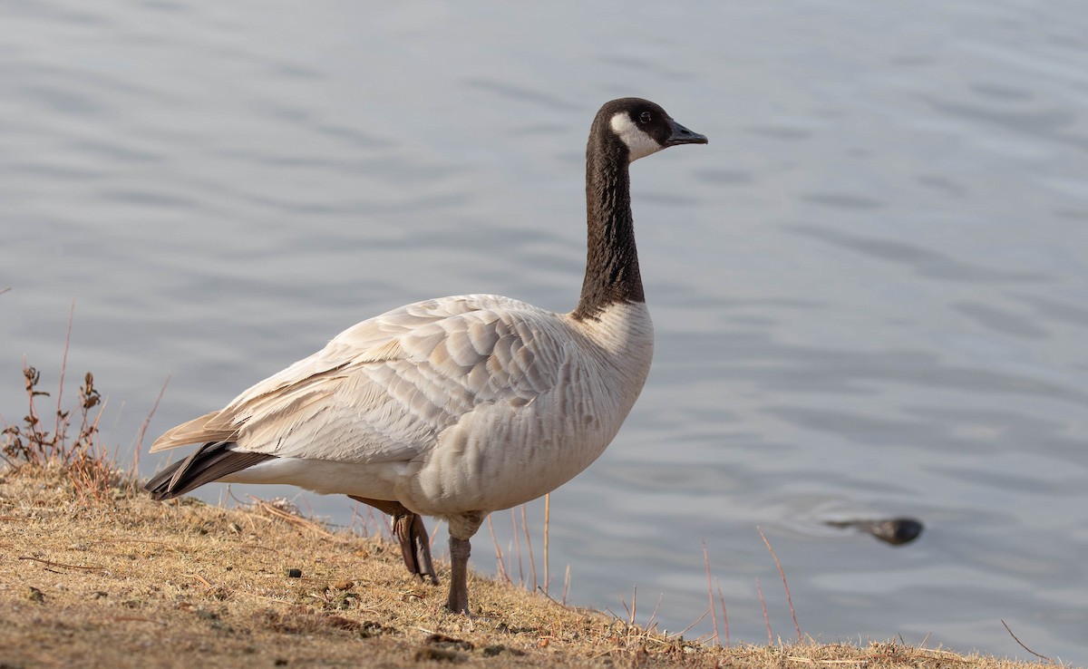 Canada Goose - ML627708878