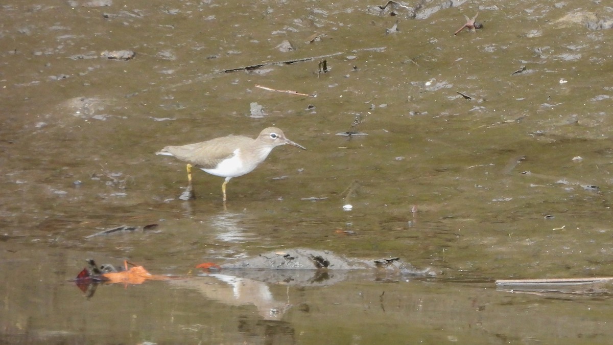 Spotted Sandpiper - ML627708887