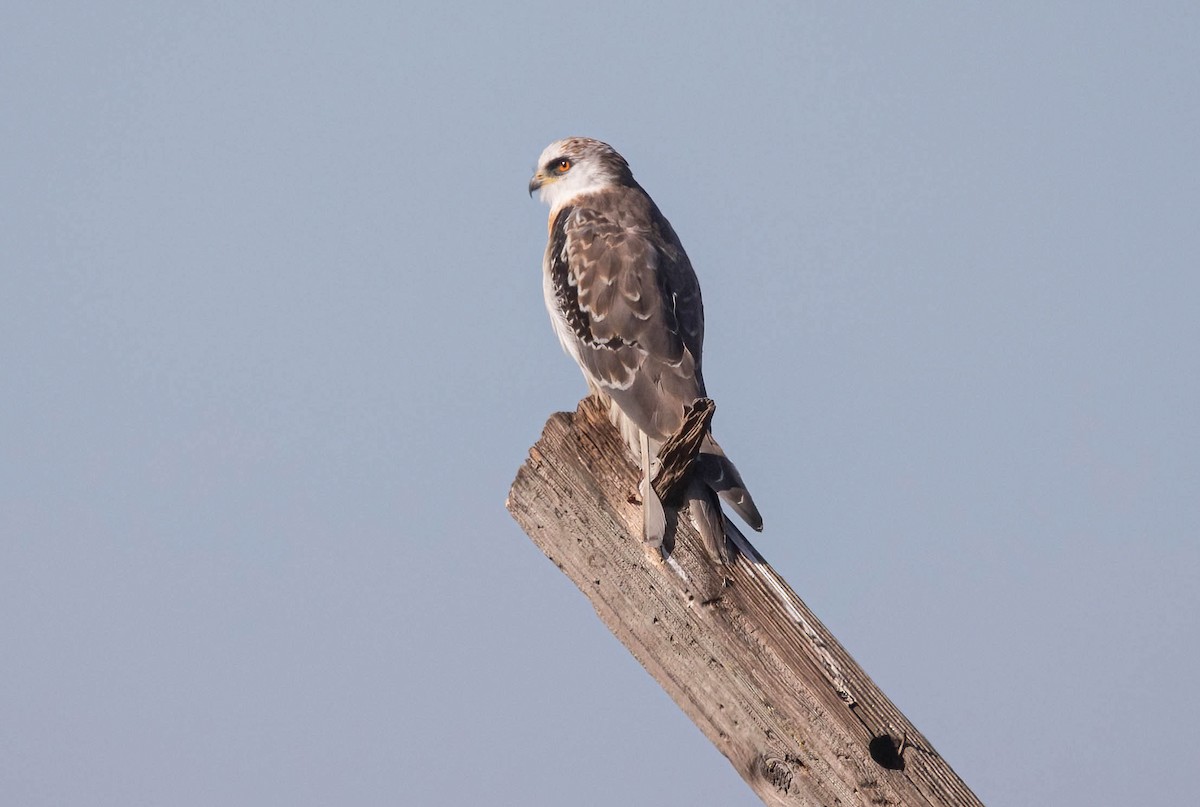 White-tailed Kite - ML627708889