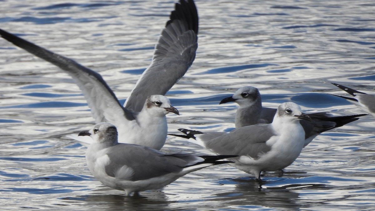 Laughing Gull - ML627708890