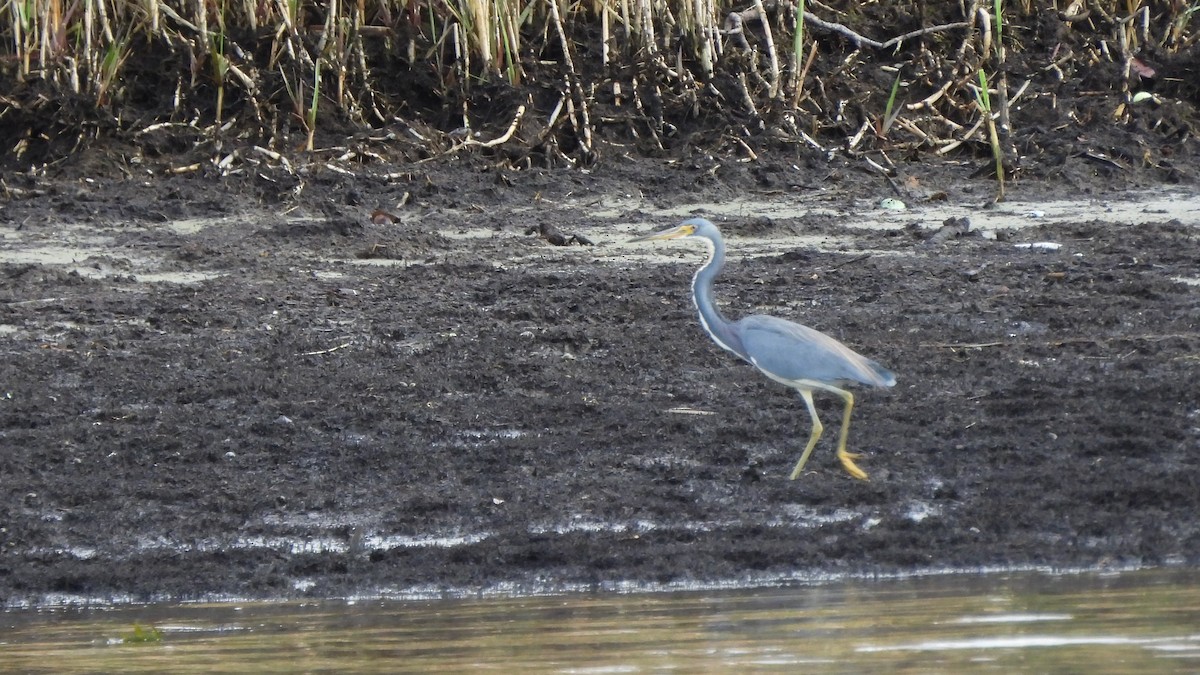 Tricolored Heron - ML627708905
