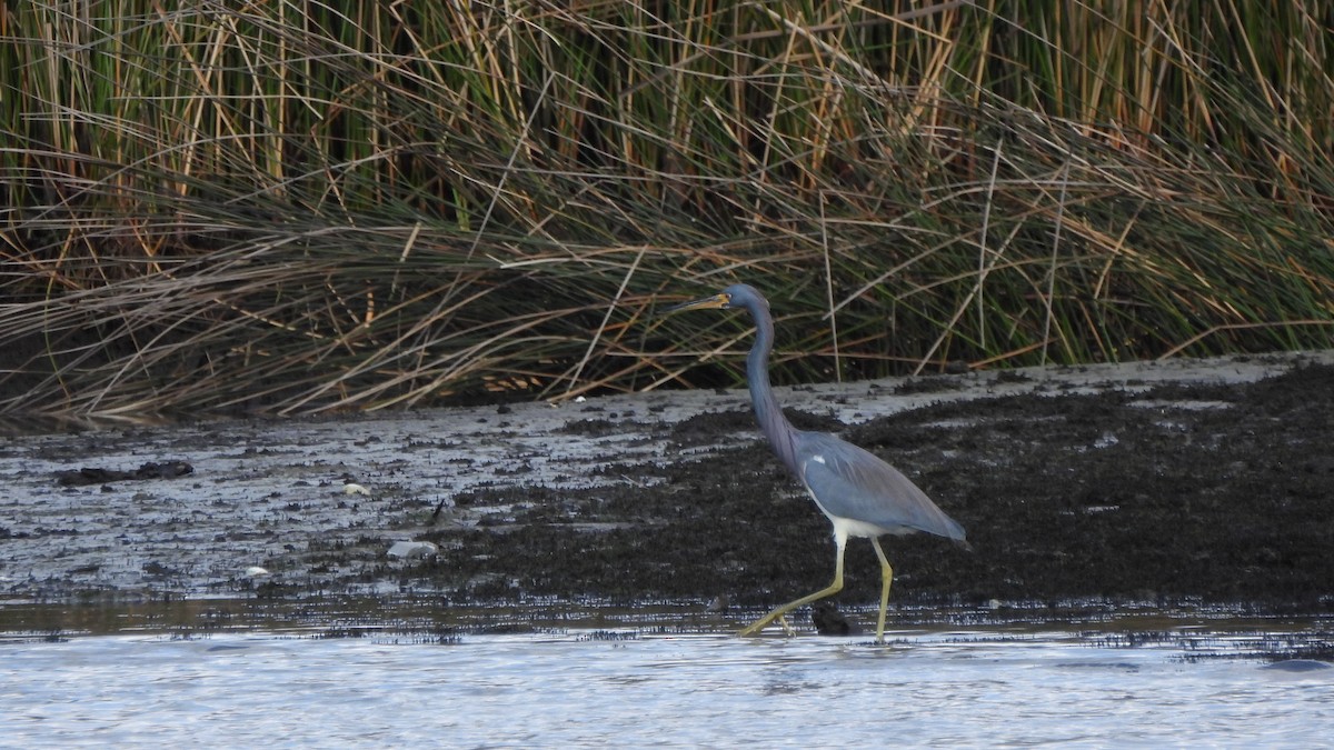 Tricolored Heron - ML627708906