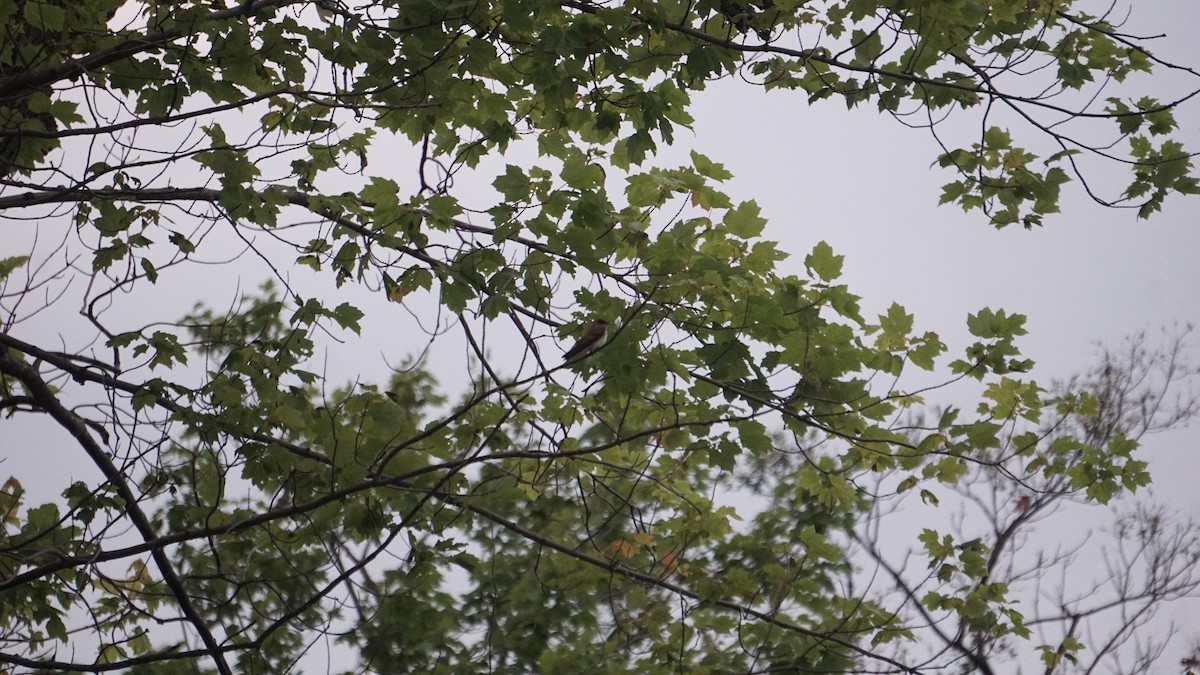 Northern Rough-winged Swallow - ML627708909