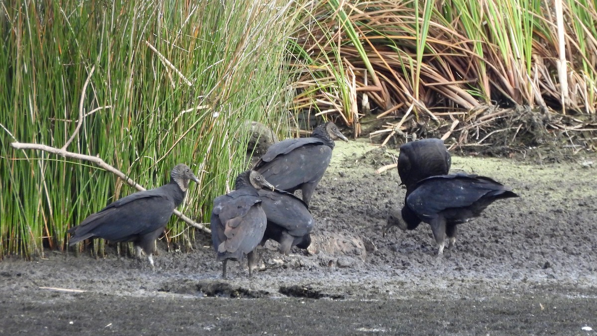 Black Vulture - ML627708910