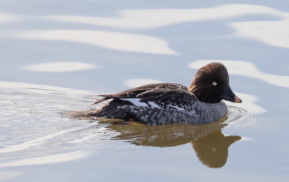 Common Goldeneye - ML627708916