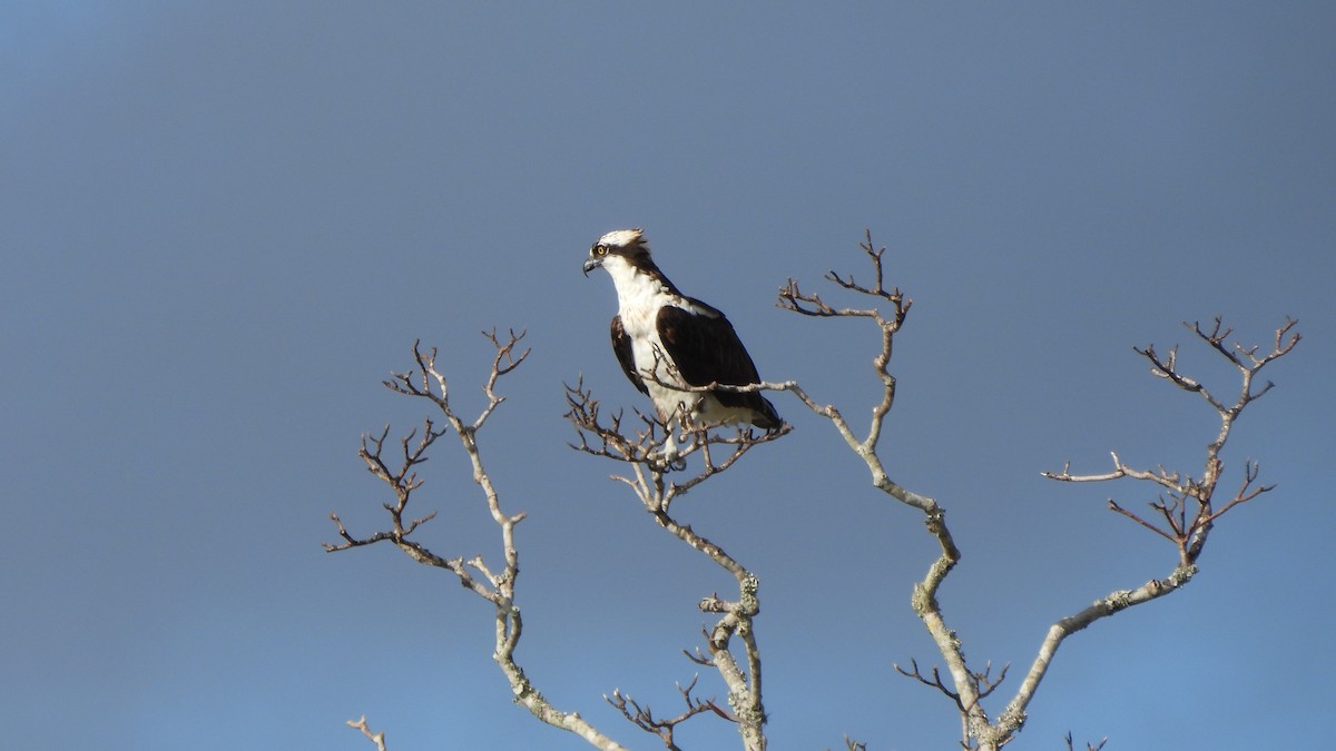 Osprey - ML627708921