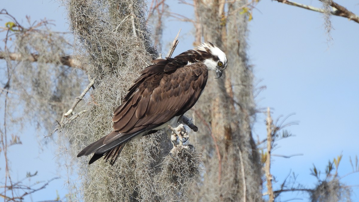 Osprey - ML627708922