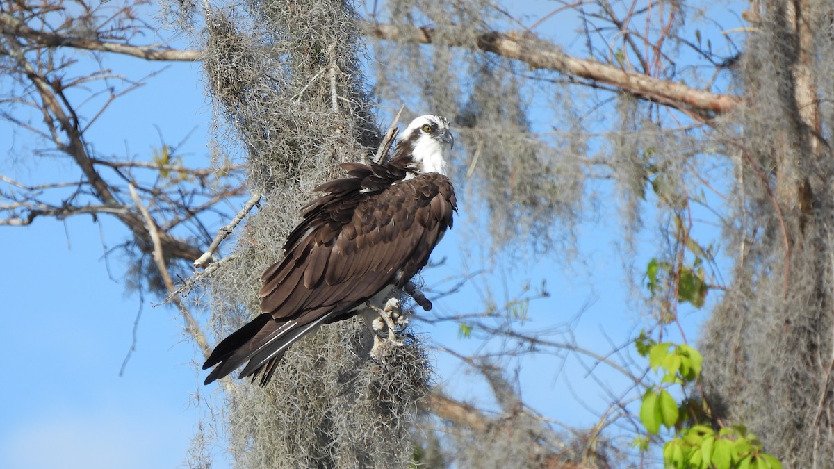 Osprey - ML627708925