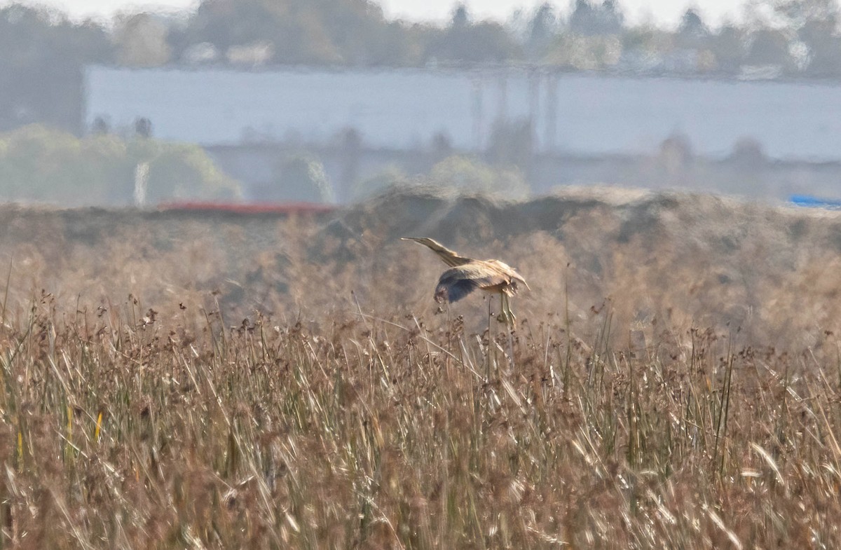 American Bittern - ML627708927