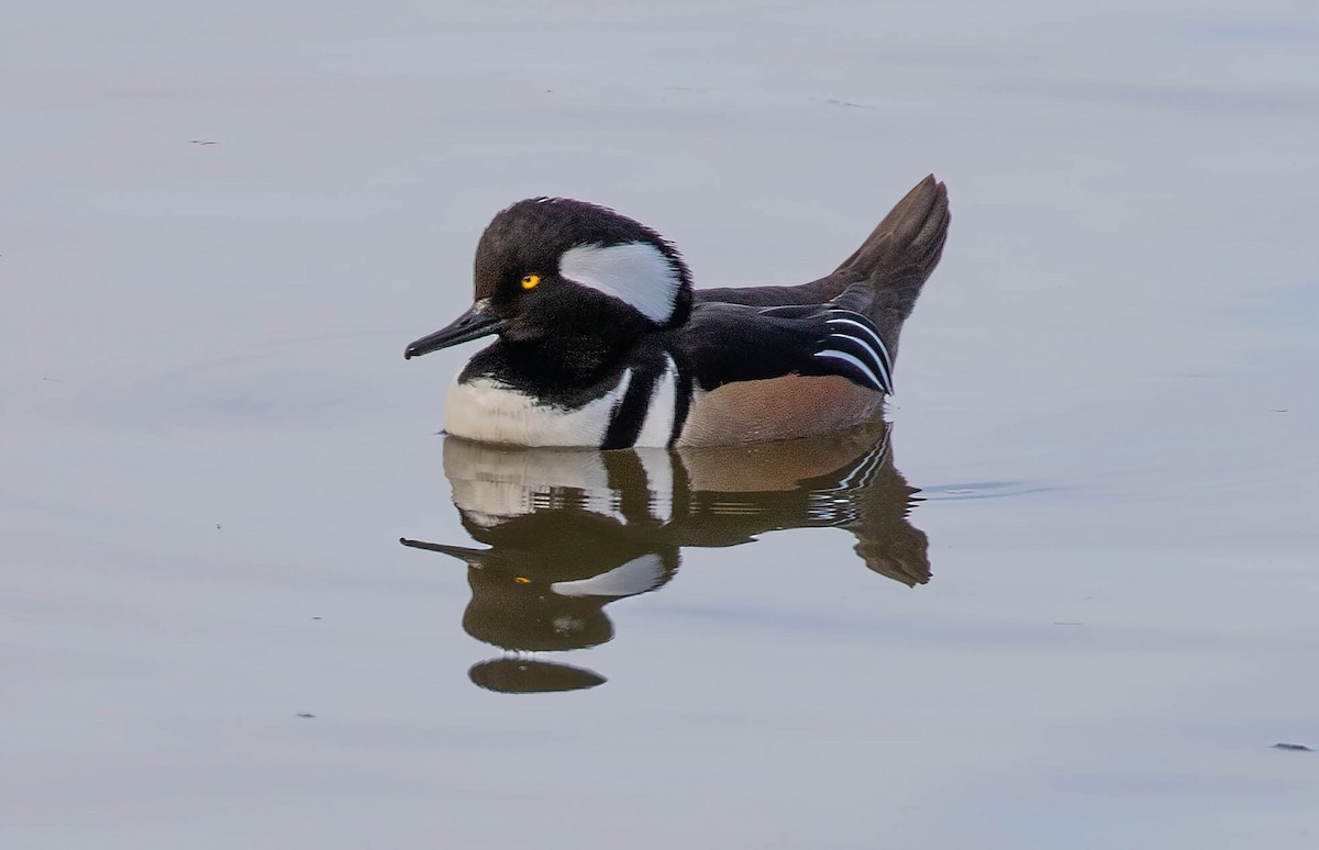 Hooded Merganser - ML627708928