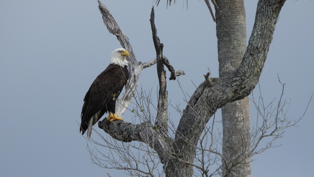 Bald Eagle - ML627708935